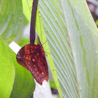 Amazonian Butterfly