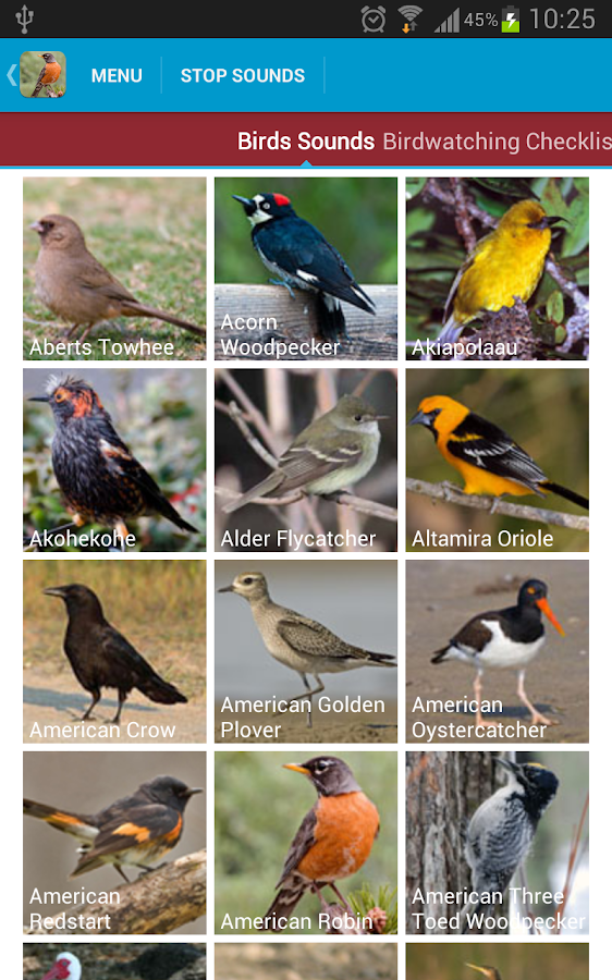 What are the most common North American birds?