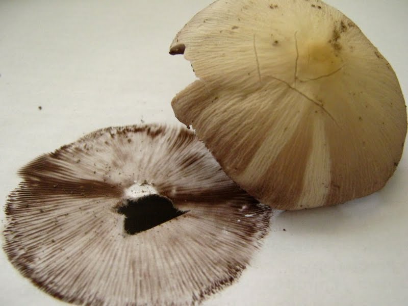 Mystery mushroom D, cap and spore print, suspected Psathyrella candolleana complex (pic 2 of 2)