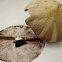 Mystery mushroom D, cap and spore print, suspected Psathyrella candolleana complex (pic 2 of 2)