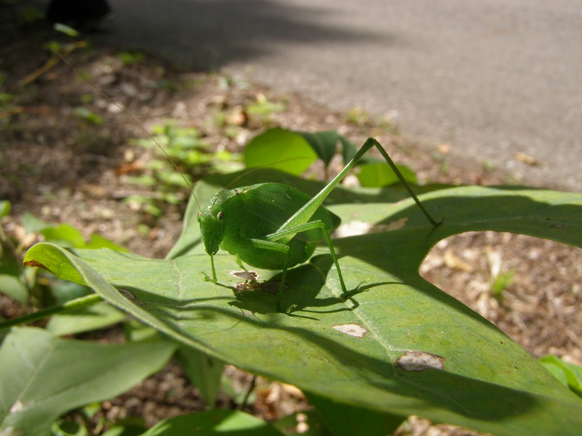 Round-headed katydid (female)