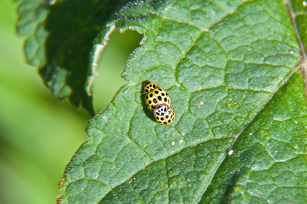 22 Spot Ladybird