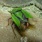 Pentatoma japonica