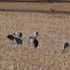 Sandhill Cranes