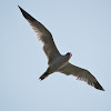 裏海燕鷗 / CasPian Tern