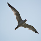 裏海燕鷗 / CasPian Tern