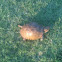 Three-toed box turtle