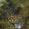 Mediterranean moray