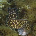 Mediterranean moray