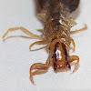Caddisfly, (larva).