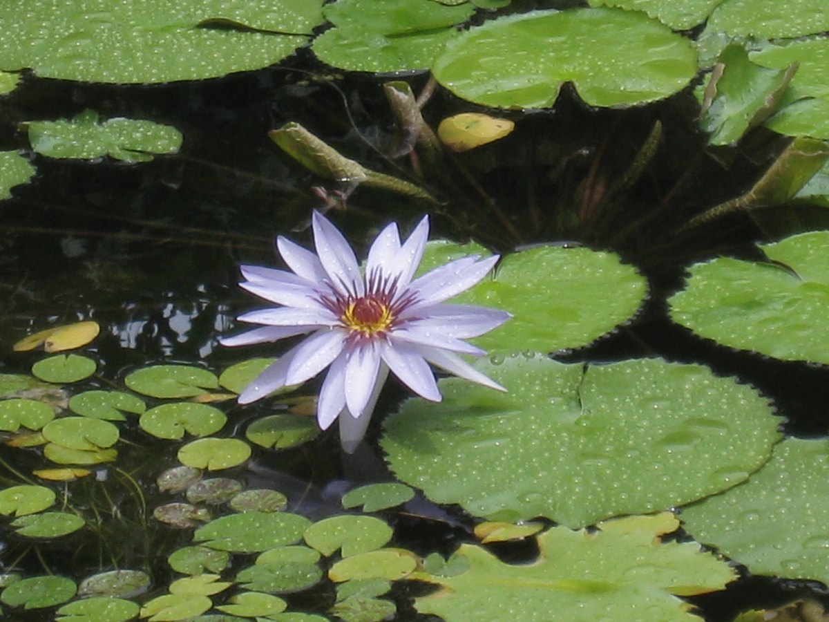 Water lily / Lotus