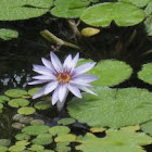 Water lily / Lotus