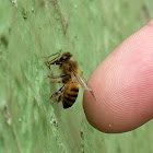 Abeja Obrera / Working Bee