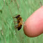 Abeja Obrera / Working Bee