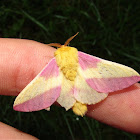 Rosy Maple Moth