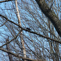 Hairy Woodpecker