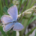 Eastern Tailed-blue