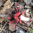 Anemone stinkhorn