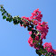 Bougainvillea