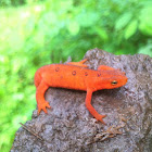 Red-spotted newt (terrestrial juvenile stage)