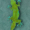 Common House Gecko