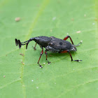 Dryophthorid Weevil
