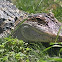 Juvenile American Alligator