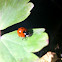 7 stop ladybird