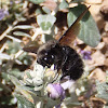 Abejorro carpintero, Violet carpenter bee