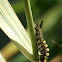 Rusty Tussock Moth/Witvlakvlinder