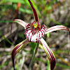 Chapman's Spider-orchid