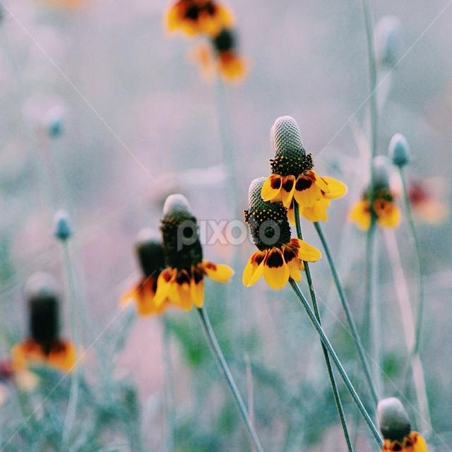 by Jenna Line - Flowers Flowers in the Wild