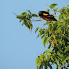 Baltimore Oriole (male)