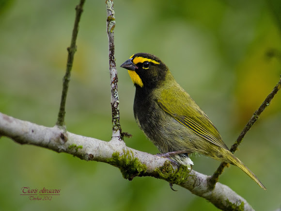 Yellow-faced Grassquit | Project Noah