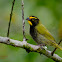 Yellow-faced Grassquit