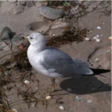 Ring-billed Gull