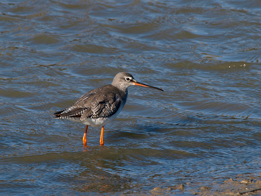 Archibebe oscuro (Spotted redshank)