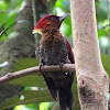 Banded Red Woodpecker