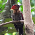 Banded Red Woodpecker