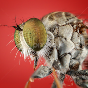 Robberfly by Asher Lwin - Animals Insects & Spiders
