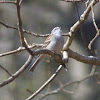 Chipping Sparrow