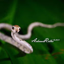 Blunthead Slug Snake