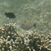 Halfmoon triggerfish