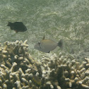 Halfmoon triggerfish