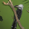 White-crested Hornbill