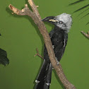 White-crested Hornbill