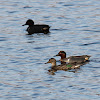 green winged teal