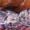 Eastern Cottontail Rabbit