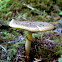 Lepiota