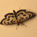 Small Magpie Moth